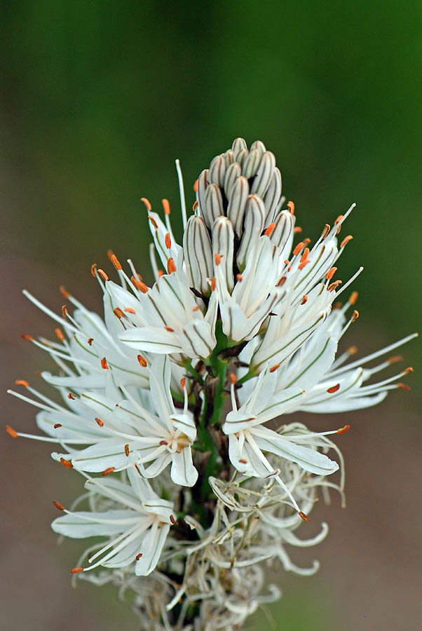 Asphodelus macrocarpus